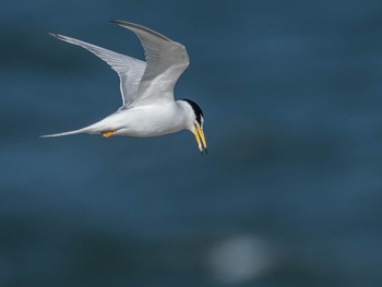 Little Tern Unknown Spots Sat, 6/3/2017