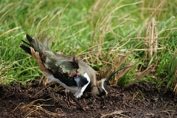 Northern Lapwing 潟ノ内(島根県松江市) Mon, 12/13/2021