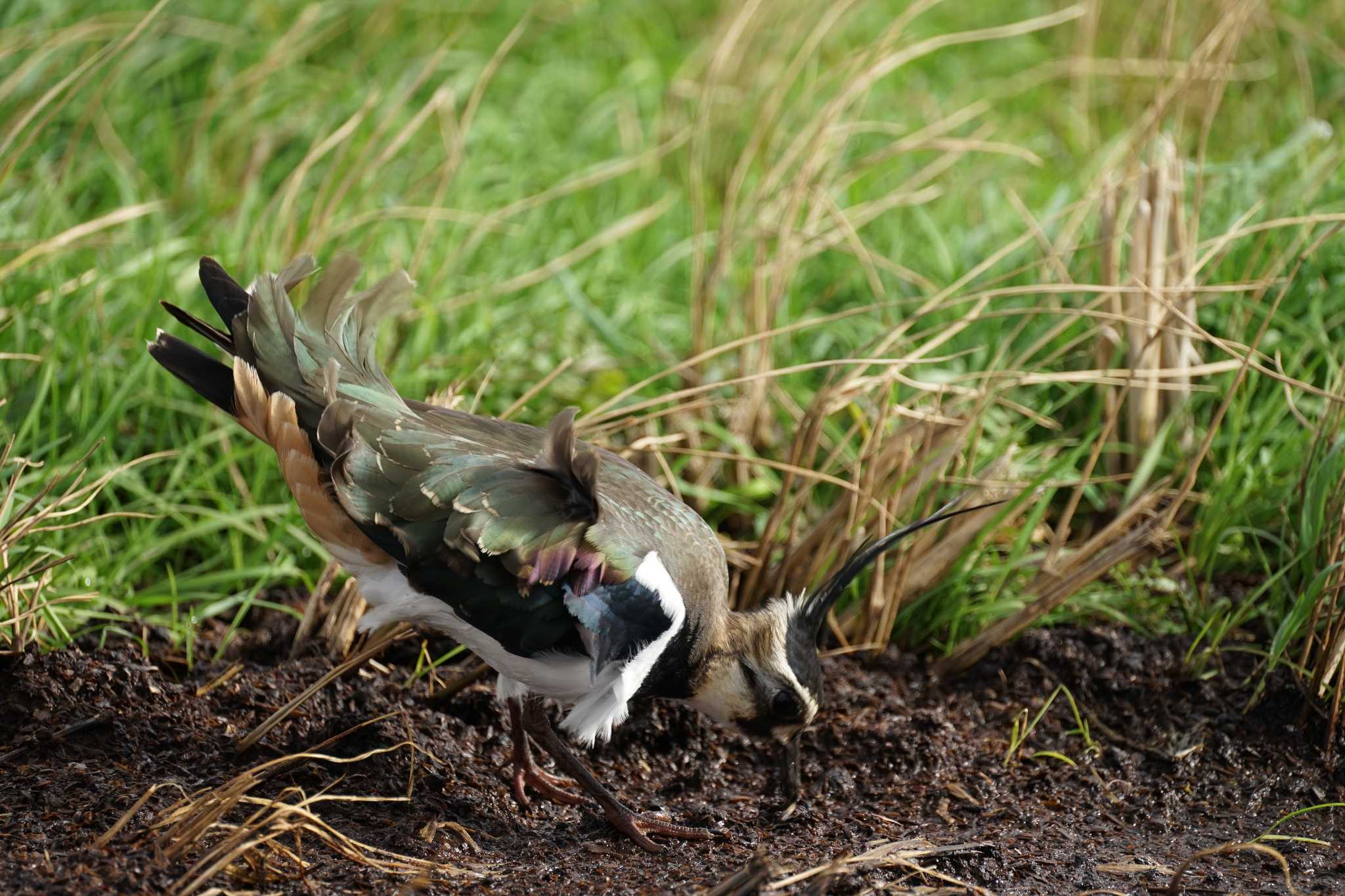 Photo of Northern Lapwing at 潟ノ内(島根県松江市) by ひらも