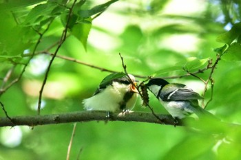 Japanese Tit Shakujii Park Fri, 6/2/2017