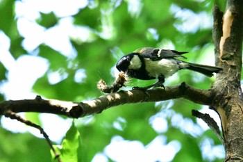 Japanese Tit Shakujii Park Fri, 6/2/2017