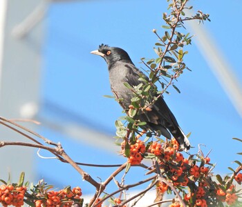 2021年12月11日(土) 下永谷市民の森の野鳥観察記録