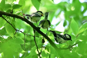 Japanese Tit Shakujii Park Fri, 6/2/2017