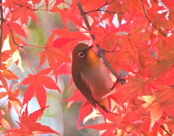 2021年12月11日(土) 舞岡川遊水地の野鳥観察記録