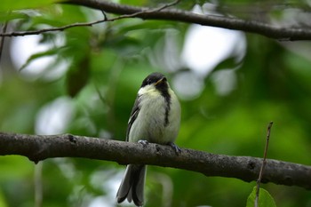 シジュウカラ 石神井公園 2017年6月2日(金)