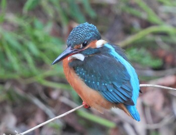 2021年12月11日(土) いたち川の野鳥観察記録