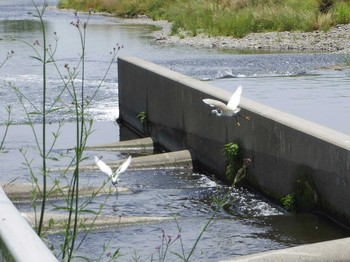 コサギ 多摩川二ヶ領宿河原堰 2017年6月3日(土)