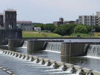 カワウ 多摩川二ヶ領宿河原堰 2017年6月3日(土)