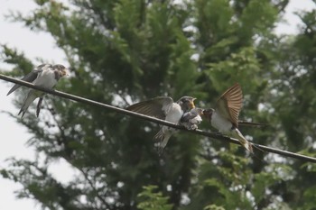 Barn Swallow Mie-ken Ueno Forest Park Sat, 6/3/2017