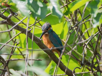 Common Kingfisher Maioka Park Sun, 5/28/2017