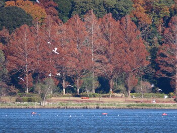 Mon, 12/13/2021 Birding report at 佐鳴湖