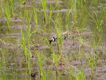 Little Ringed Plover Maioka Park Sun, 5/28/2017