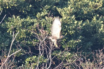 Eastern Buzzard Tokyo Port Wild Bird Park Sun, 12/12/2021