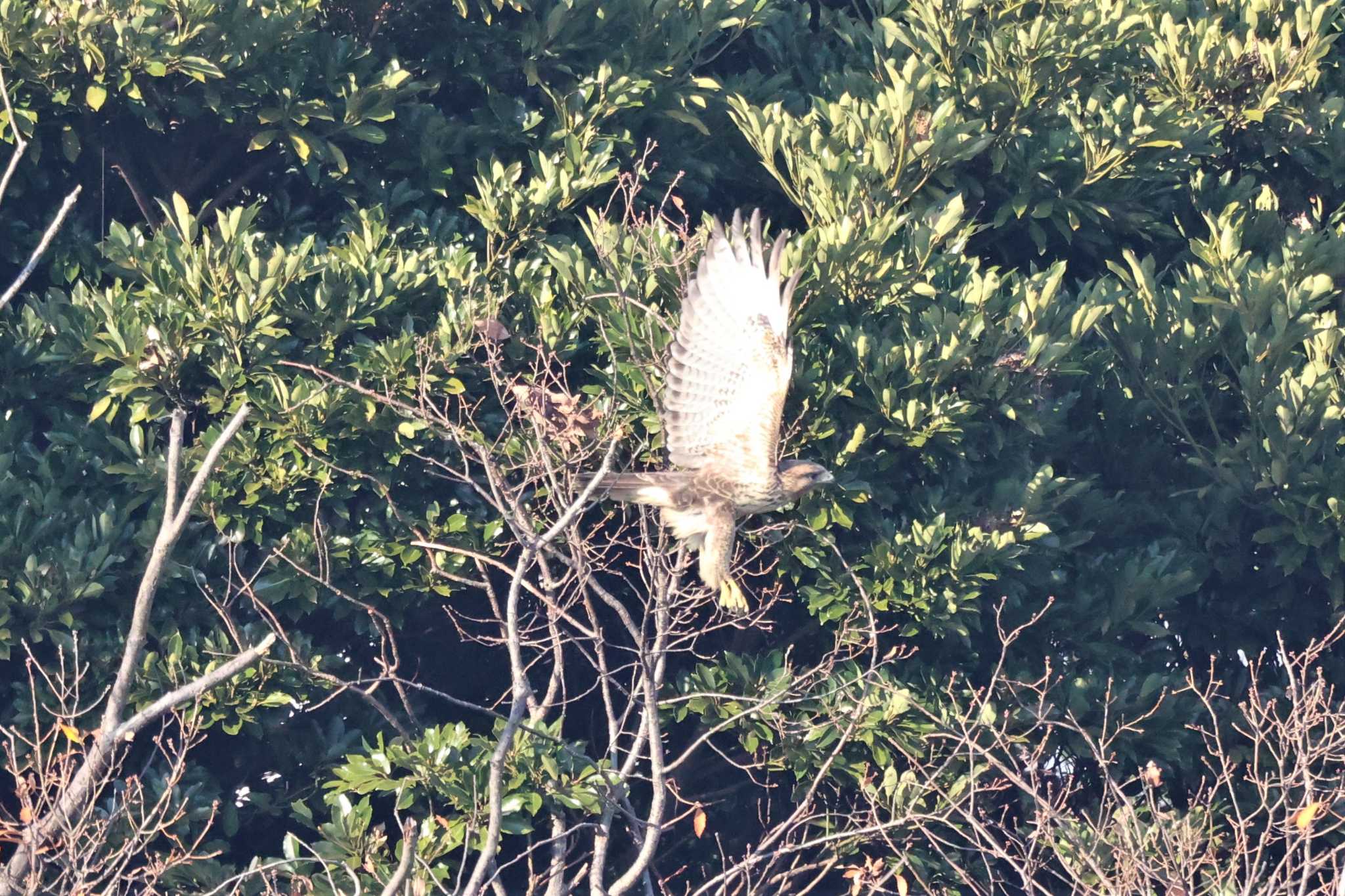 Eastern Buzzard