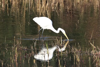 Great Egret Tokyo Port Wild Bird Park Sun, 12/12/2021