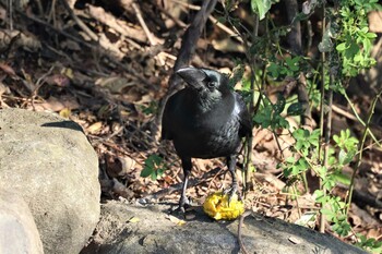 Large-billed Crow Tokyo Port Wild Bird Park Sun, 12/12/2021