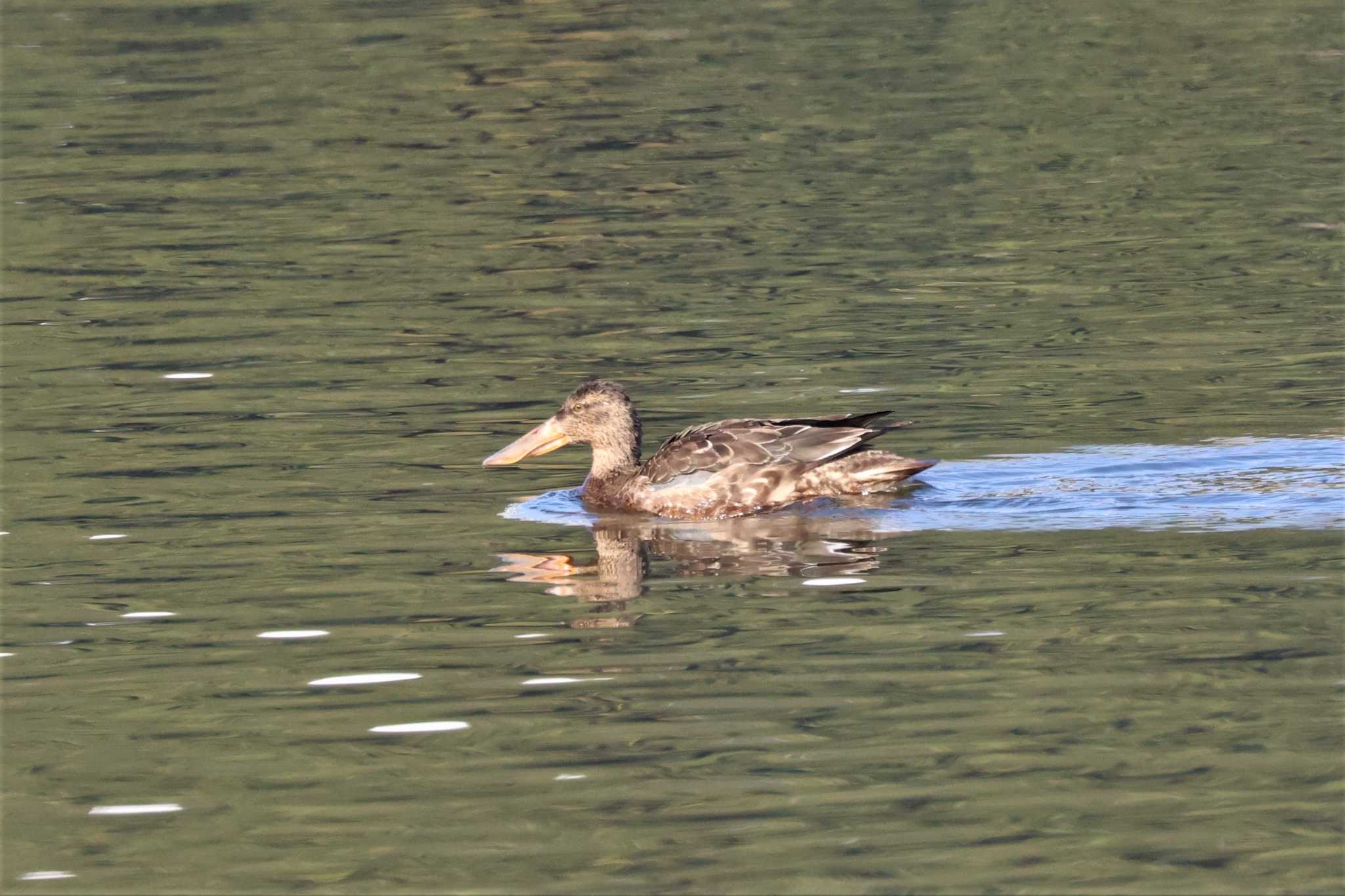 Northern Shoveler