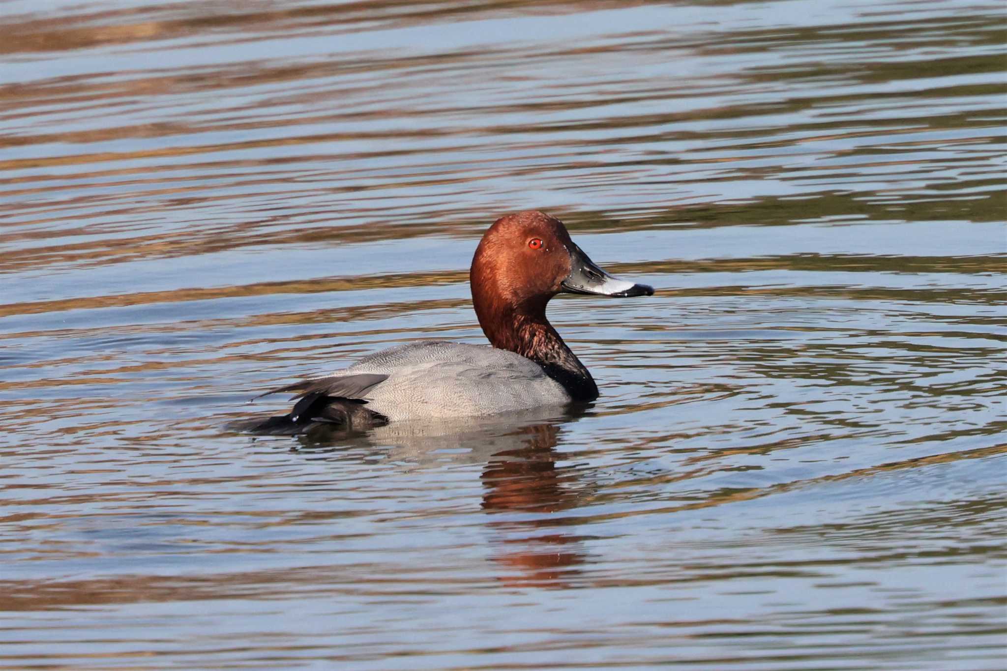 Common Pochard