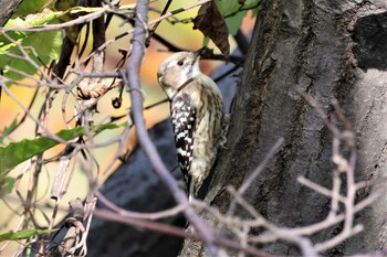 Japanese Pygmy Woodpecker Tokyo Port Wild Bird Park Sun, 12/12/2021