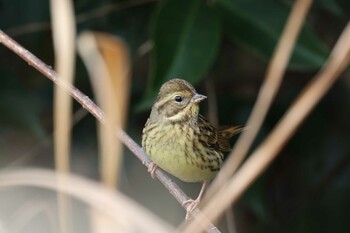 Masked Bunting Tokyo Port Wild Bird Park Sun, 12/12/2021