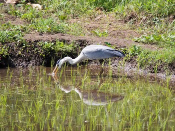 アオサギ 舞岡公園 2017年5月28日(日)