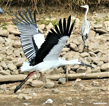 Oriental Stork Unknown Spots Sat, 11/27/2021