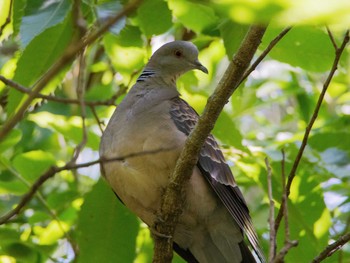 Oriental Turtle Dove Maioka Park Sun, 5/28/2017