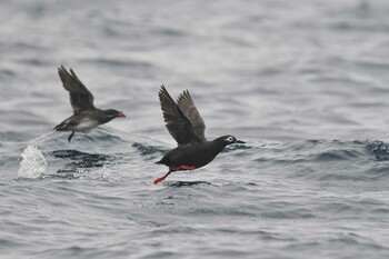 2021年6月28日(月) 天売島の野鳥観察記録