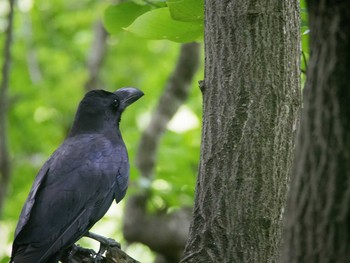 Large-billed Crow Maioka Park Sun, 5/28/2017