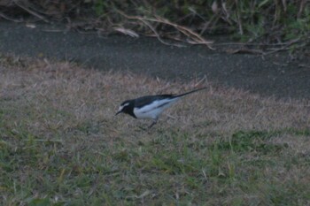 White Wagtail 兵庫島公園 Sun, 12/12/2021