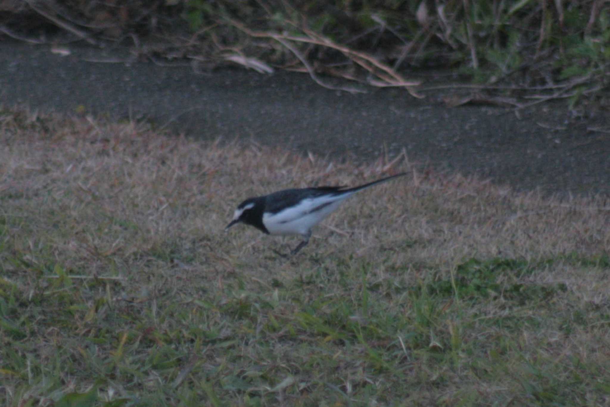 White Wagtail