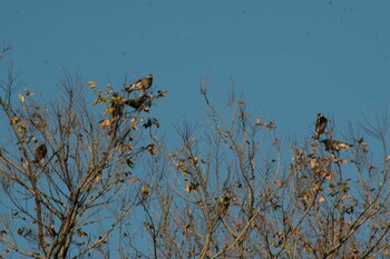 Unknown Species 兵庫島公園 Sun, 12/12/2021