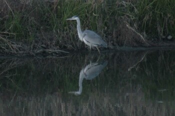 Grey Heron 兵庫島公園 Sun, 12/12/2021