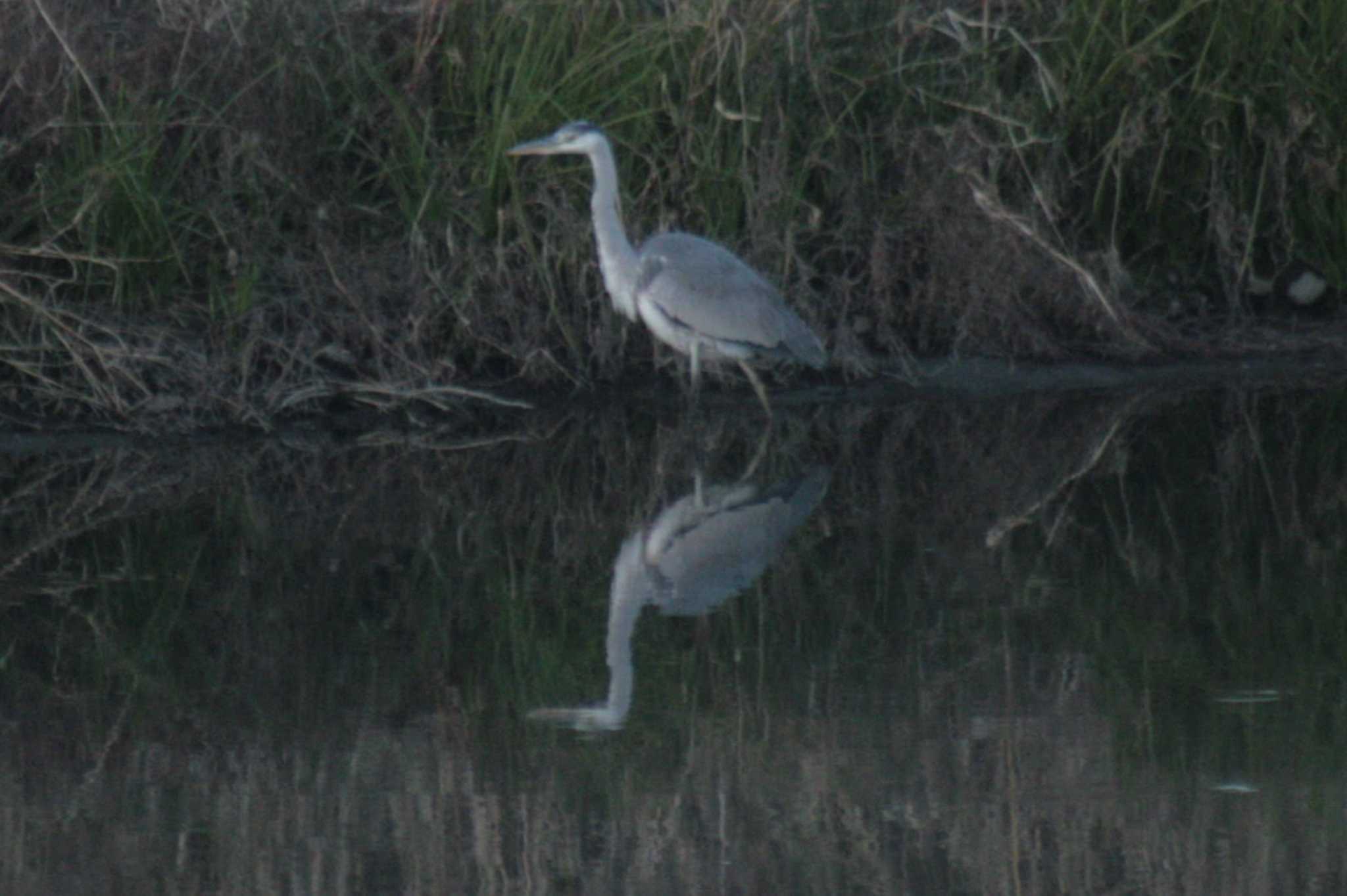 Photo of Grey Heron at 兵庫島公園 by 野川、兵庫島の常連客