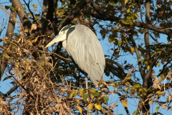 2021年12月12日(日) 兵庫島公園の野鳥観察記録