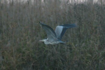 Grey Heron 兵庫島公園 Sun, 12/12/2021