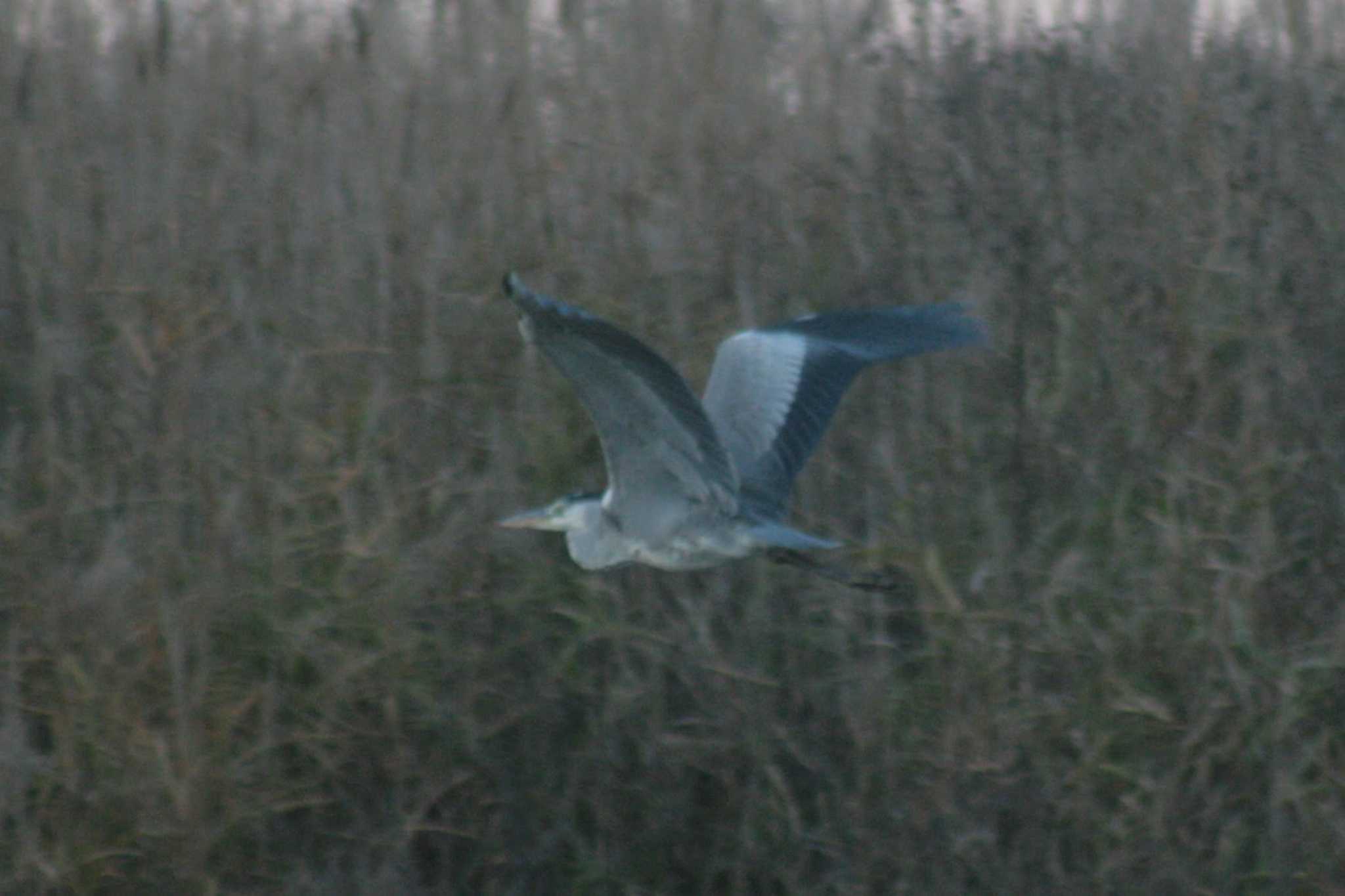 Grey Heron