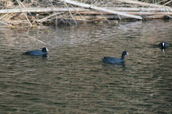 Eurasian Coot 兵庫島公園 Sat, 12/11/2021