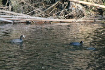 オオバン 兵庫島公園 2021年12月12日(日)