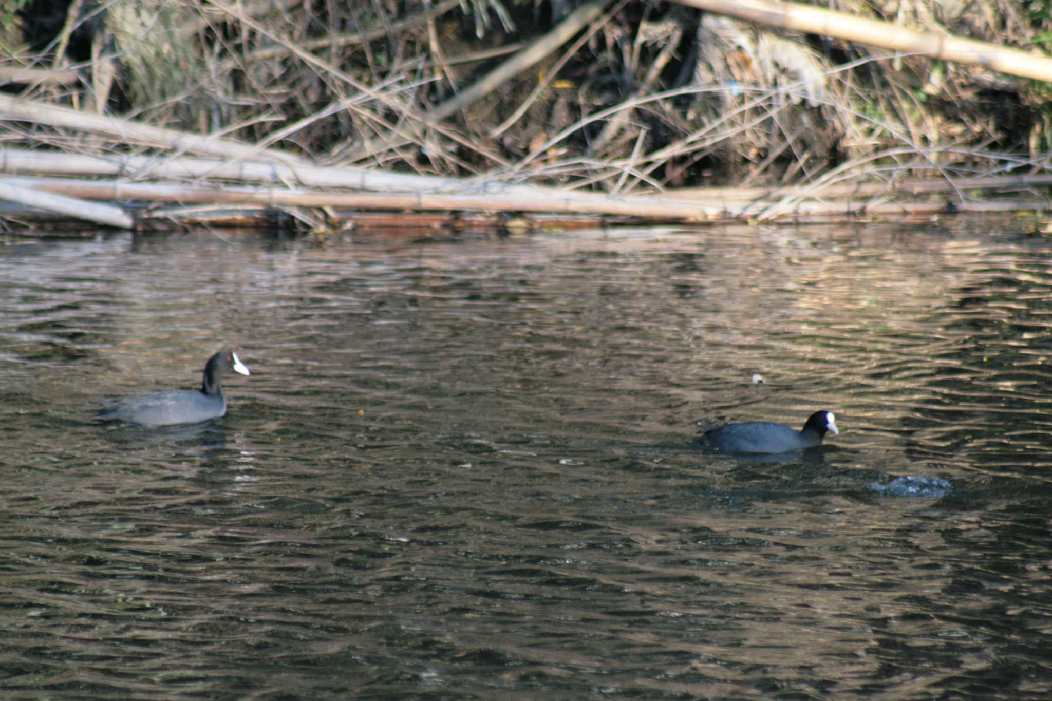 Eurasian Coot