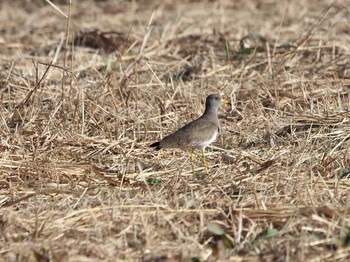 Grey-headed Lapwing 板倉の田んぼ Sun, 12/12/2021