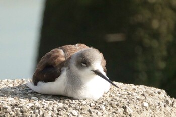 2021年12月11日(土) 多摩川の野鳥観察記録