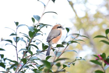 Sun, 11/28/2021 Birding report at 久宝寺緑地公園