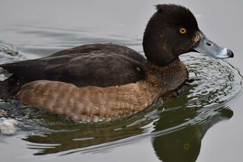 Tufted Duck Machida Yakushiike Park Sun, 12/12/2021