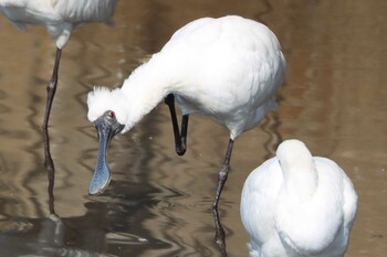 クロツラヘラサギ 鹿児島干拓地 2021年12月11日(土)