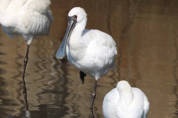 クロツラヘラサギ 鹿児島干拓地 2021年12月11日(土)