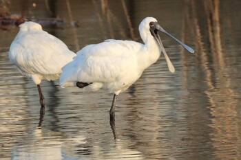 クロツラヘラサギ 鹿児島干拓地 2021年12月11日(土)