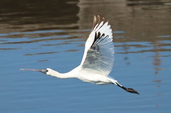 クロツラヘラサギ 鹿児島干拓地 2021年12月11日(土)