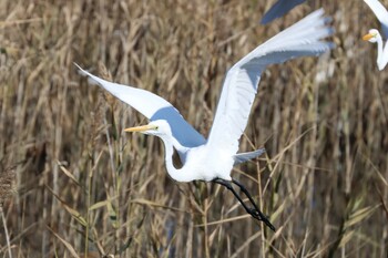 ダイサギ 鹿児島干拓地 2021年12月11日(土)