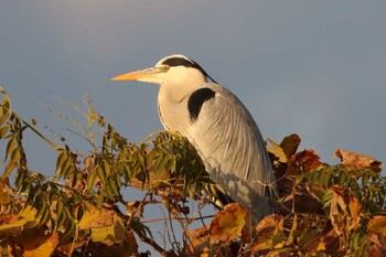 アオサギ 鹿児島干拓地 2021年12月11日(土)